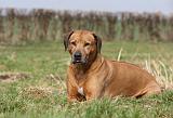 RODESIAN RIDGEBACK 080